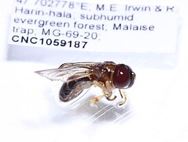 Afromicrodon madecassa