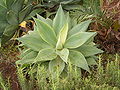 Agave guiengolay 翠玉龍龍舌蘭