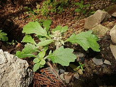 茎は3本が束生している。花茎が立つ前。