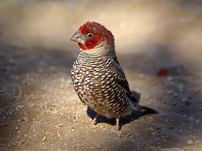 Red-headed finch, by Hans Hillewaert (edited by Papa Lima Whiskey)