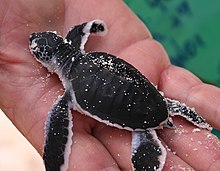 Photo of newly hatched turtle held in a human hand