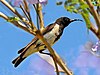 A white-breasted, black-headed bird with a curved bill perched in a Jacaranda tree