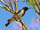 Black honeyeater