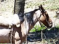 Caballo criollo argentino