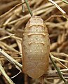 Pupa, dorsal view