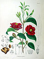 19th century illustration