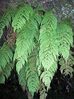 Description de l'image Cave Fern Leura.jpg.