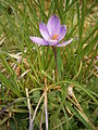 Crocus minimus