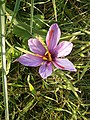 Crocus sativus inside of the flower