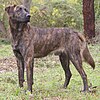A brindle brown dog stands pointing left with its head facing the camera.