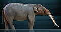 †Cuvieronius, a gomphothere