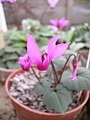 Cyclamen peloponnesiacum