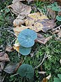 Cyclamen purpurascens in Bled