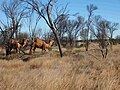 Feral camels in Central Australia