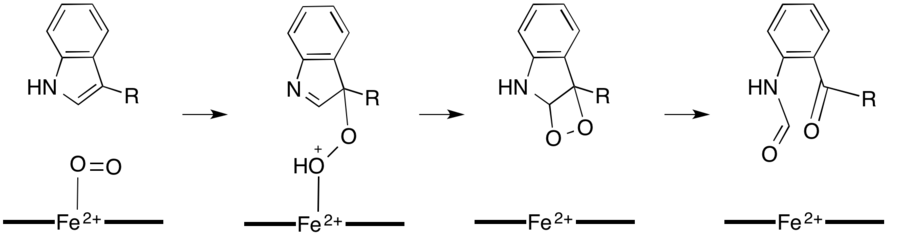 Hypothèse de l'oxydation du tryptophane via un dioxétane.