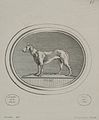 Dog; engraved print by Madame de Pompadour of a drawing by Boucher, after an engraved gemstone by Guay c. 1755.