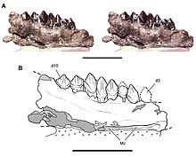 Left dentary of Echinodon
