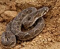 Echis carinatus, the saw-scaled viper