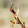 Empusa pennata, Іспанія