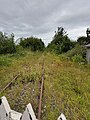 The overgrown track in 2024, looking northbound from Hillylaid crossing in Thornton