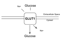 Glut1 Transporter