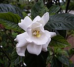 Gardenia (Gardenia jasminoides)