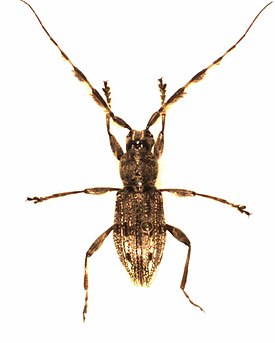 Hexatricha pulverulenta