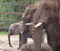 Image 9 Credit: Michael Haslam Howletts Wild Animal Park was set up as a private zoo in 1958 by John Aspinall in Canterbury, Kent. More about Howletts Wild Animal Park... (from Portal:Kent/Selected pictures)