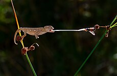 Hunter baby chameleon Photograph: Mkrc85