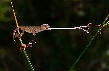 Un caméléon commun captant un diptère. (définition réelle 3 828 × 2 508)