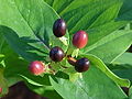 Fruits charnus du Millepertuis androsème (H. androsaemum).