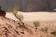 Plants in arid Wadi Rum landscape