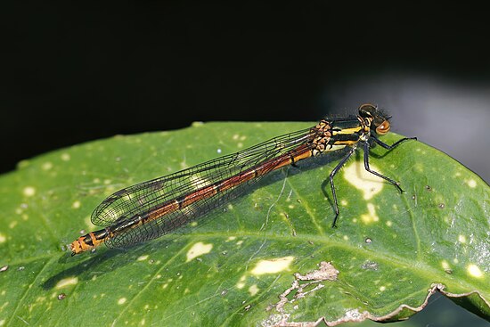 Large red damselfly