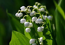 fleurs de Muguet