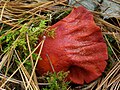 Aspect d'un champignon parasité