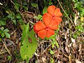 朱赤色の花弁5個