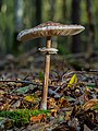 Macrolepiota procera, stack of 15 frames