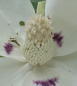 Magnolia macrophylla ssp. ashei flower detail