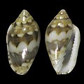 Marginella melvilli Baía St. Antonio Principe Is