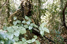 Scharfschütze im Ghillie-Anzug der US Marines