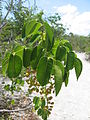 Papayo (Metopium toxiferum)