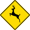 Watch out for deer