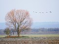 Sieben Wildgänse über kahlem Baum im Anflug