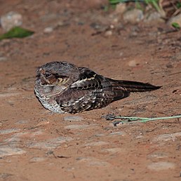 Пораке рудощокий (Nyctidromus albicollis)