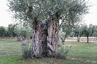 Centuries-old olive grove in Alexandroupolis