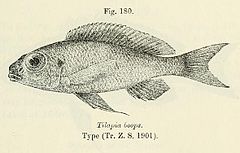 Description de l'image Ophthalmotilapia boops.jpg.