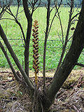 Greater broomrape