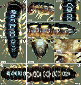 Anatomy of an individual collected in Thailand