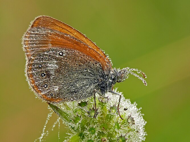 Сенница луговая (Coenonympha glycerion), покрытая каплями росы