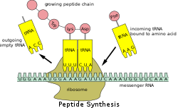 Ribosome schematic